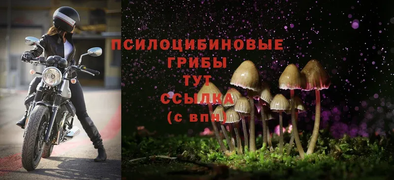 Псилоцибиновые грибы MAGIC MUSHROOMS  продажа наркотиков  Старый Крым 